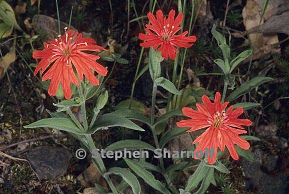 silene laciniata ssp californica 2 graphic